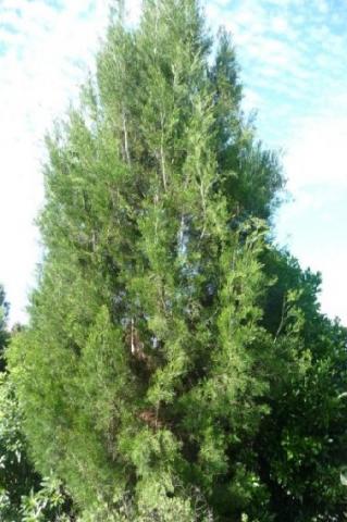 Cypress pine