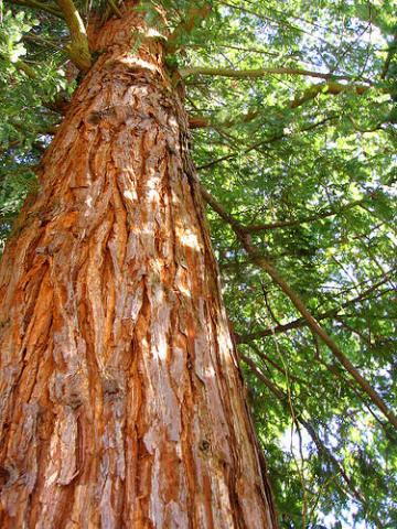 Western red cedar