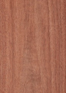 Jarrah